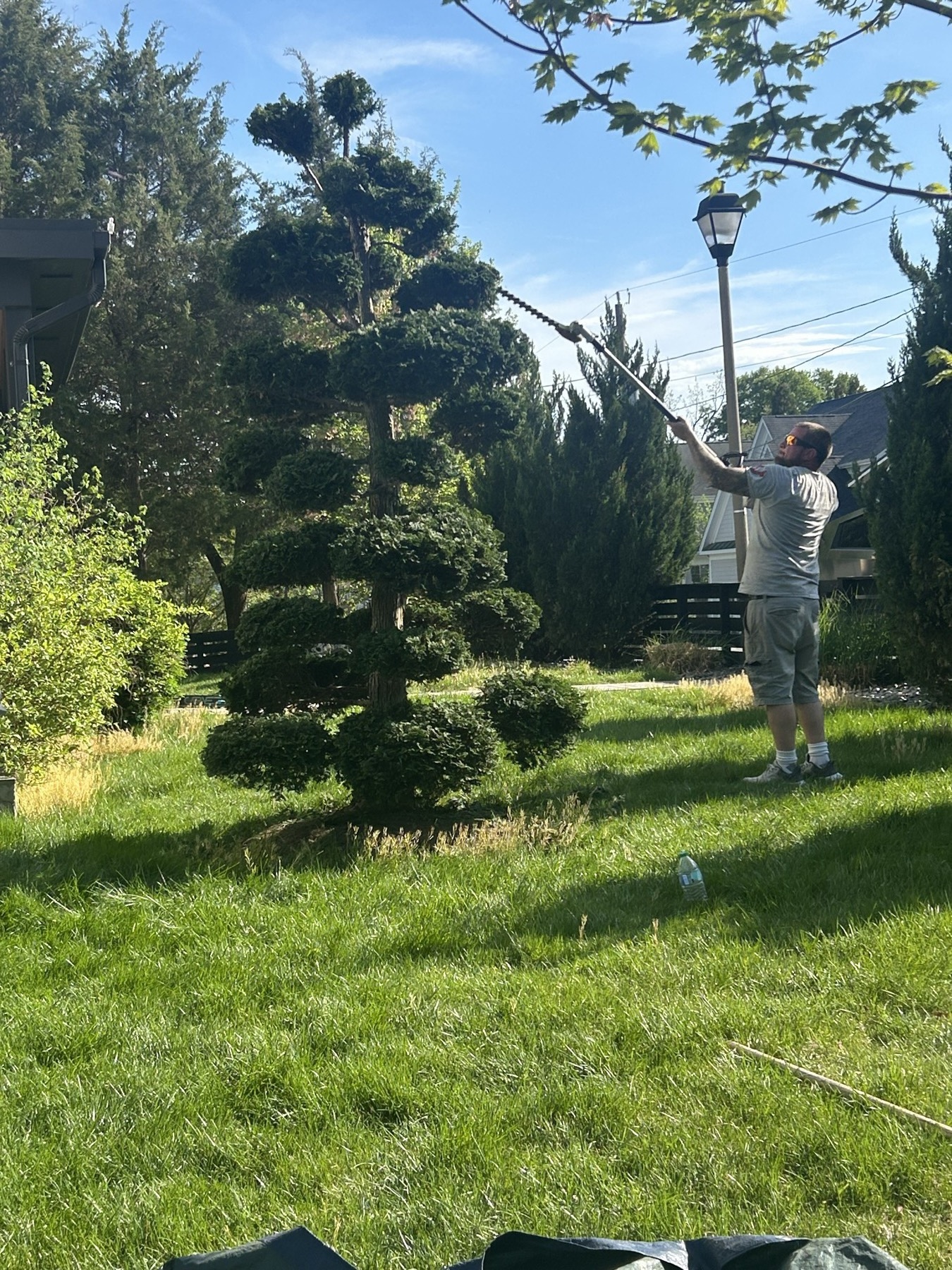 Arborist shaping boxwood topiary shrubs in a residential yard
