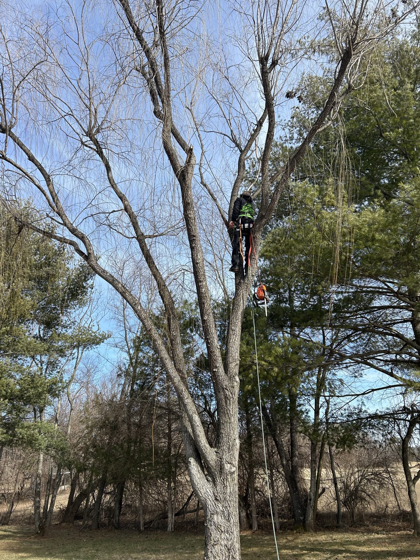 G&P climber high in a winter tree with rigging ropes visible