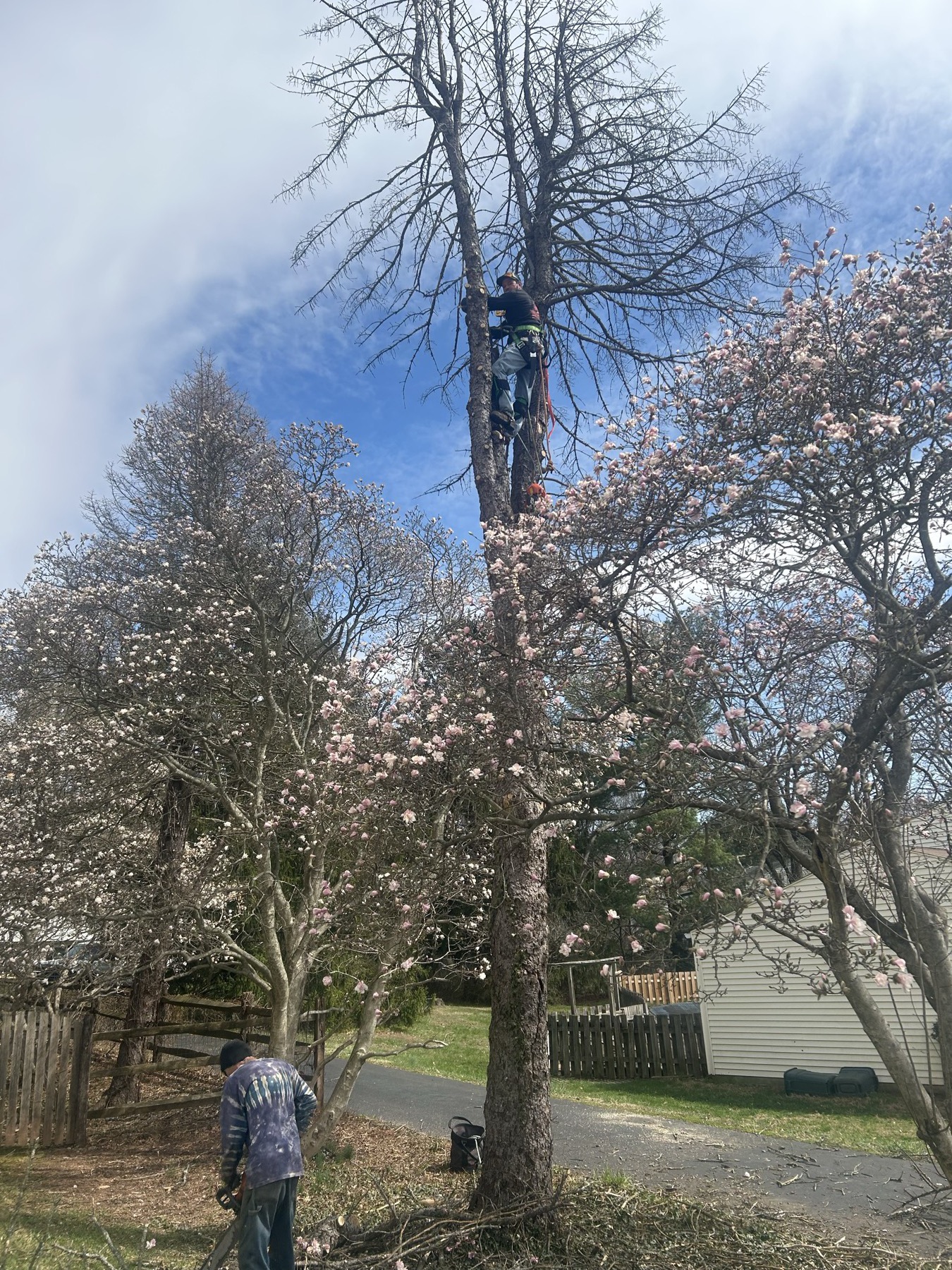 Selective pruning of a flowering tree in spring