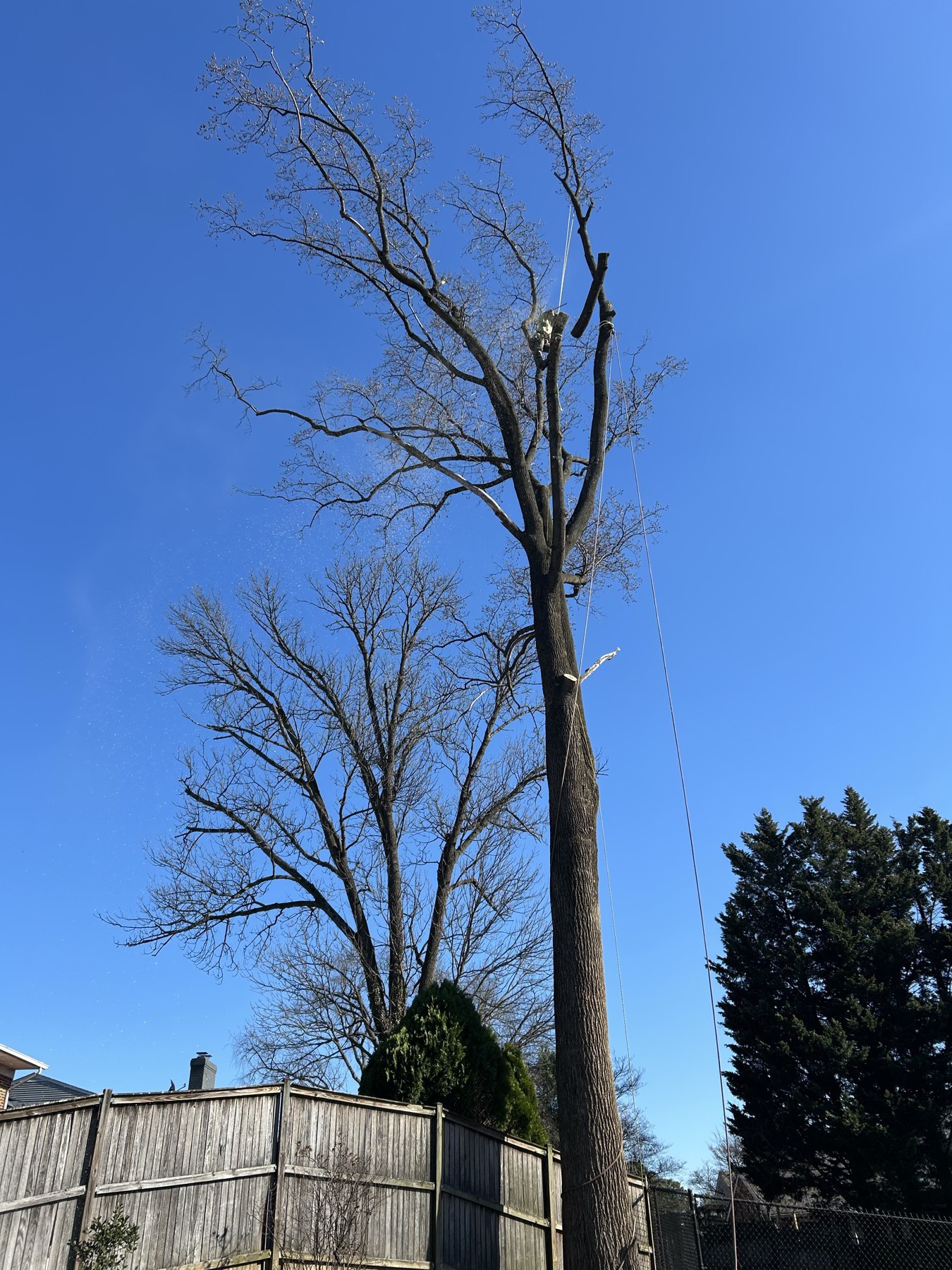 G&P crew rigging down a large tree limb in sections