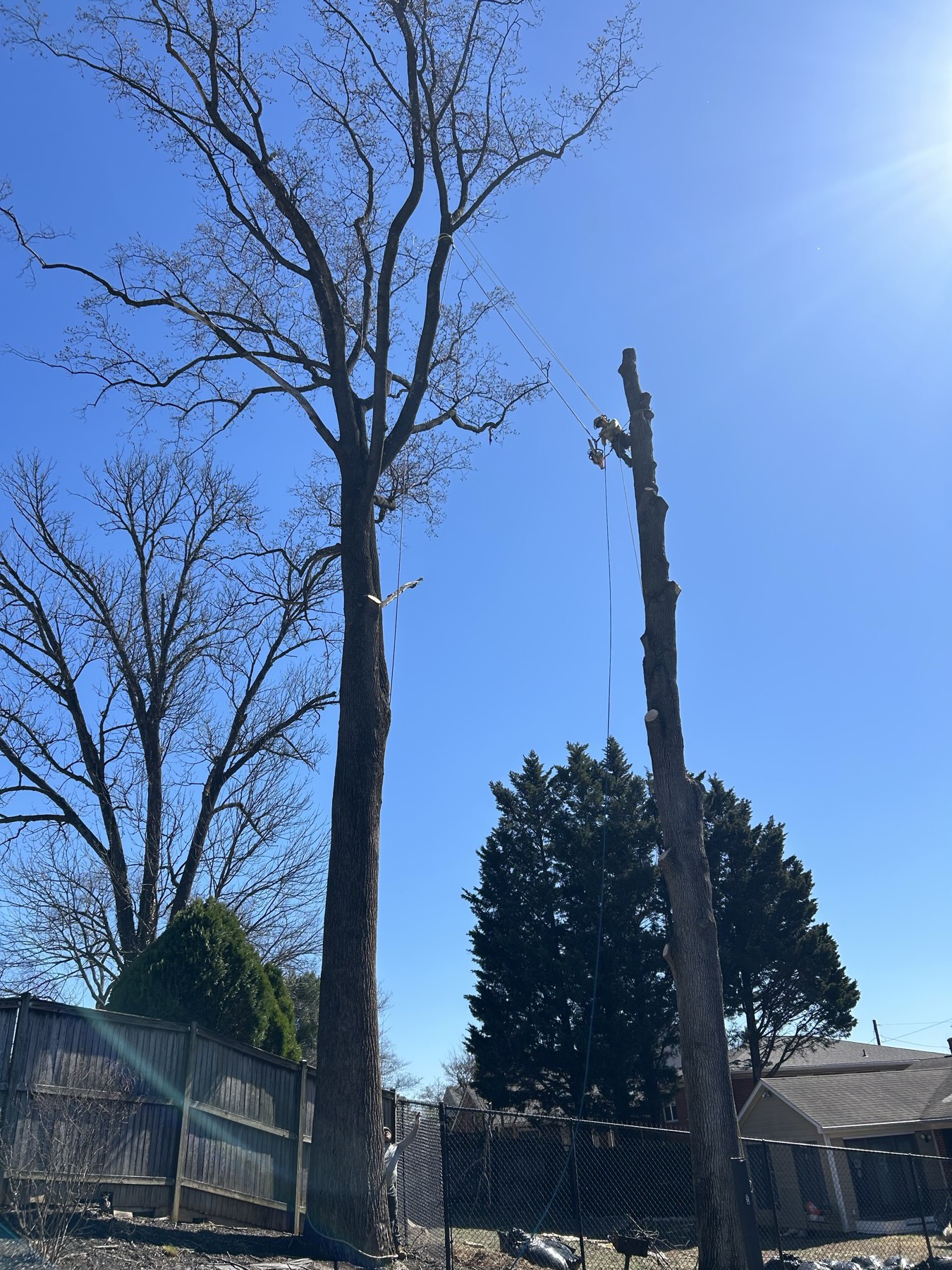 G&P crew working multiple trees with coordinated rigging