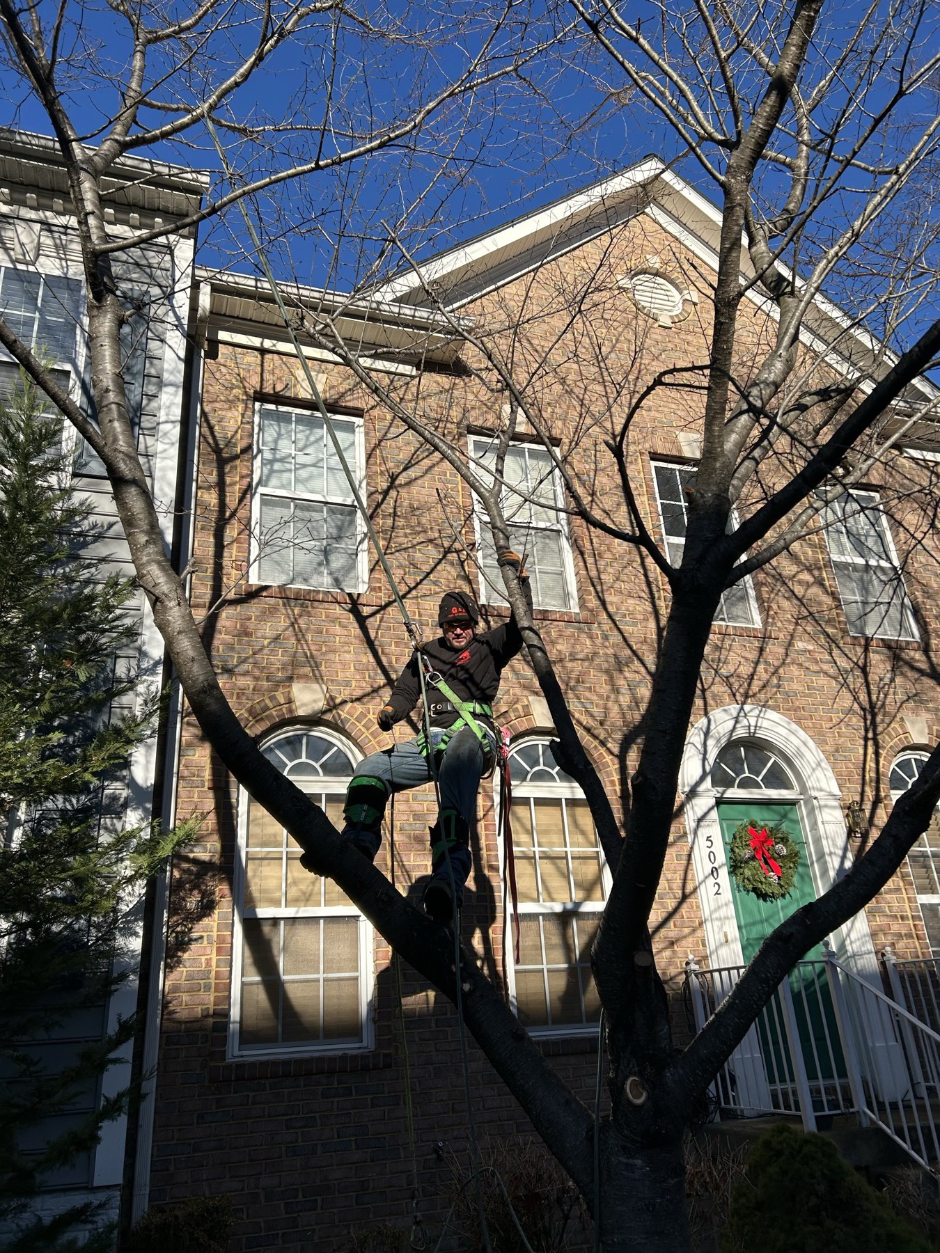 G&P climber high in a bare winter tree over a brick colonial home with a holiday wreath